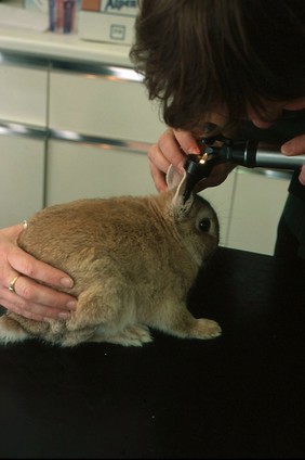 Rabbit health check, ear examination