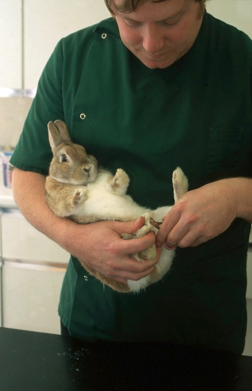 Rabbit health check, clipping nails