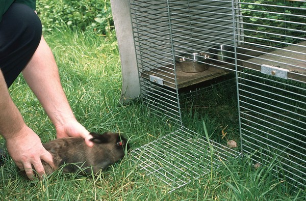 Rabbit health check, quarantine pen