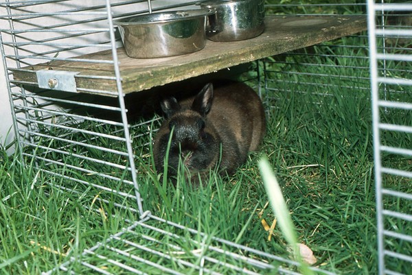 Rabbit health check, quarantine pen