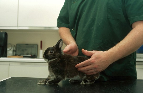 Rabbit health check, examining abdomen