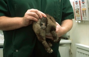 view Rabbit health check, rectal examination