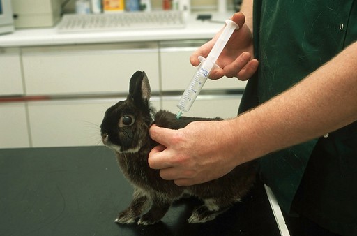 Your Pet Rabbit And Viral Haemorrhagic Disease Vhd