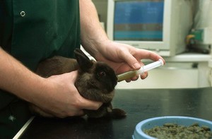 view Rabbit health check, syringe feeding