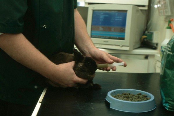 Rabbit health check, syringe feeding