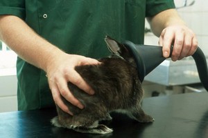 view Rabbit health check,anaesthetising animal