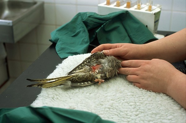 Cockatiel with infected leg, post amputation of leg