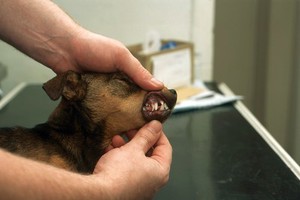 view Canine dentistry, examination of teeth