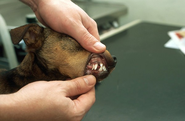 Canine dentistry, examination of teeth