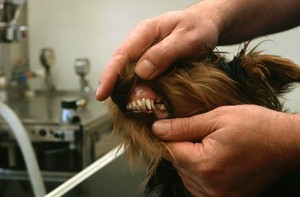 view Canine dentistry, examination of teeth