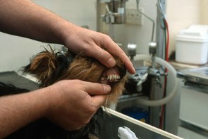 view Canine dentistry, examination of teeth