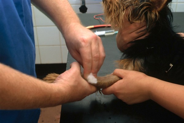 Canine dentistry, anaesthetic
