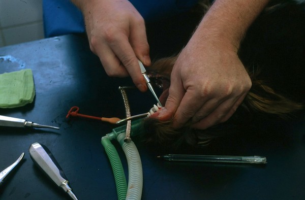 Canine dentistry, removing tooth