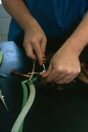 Canine dentistry, removing tooth