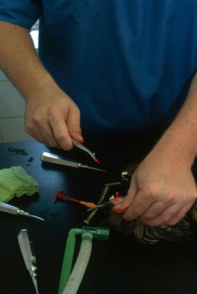 Canine dentistry, extracted tooth