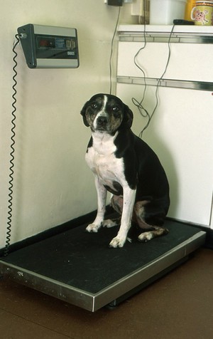 view Canine health check, weighing dog