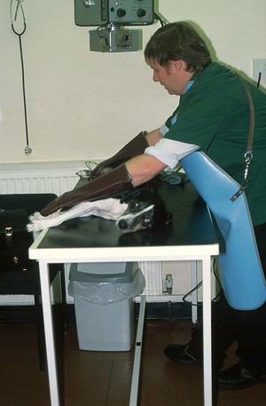 view Canine health cehck, x-ray procedure