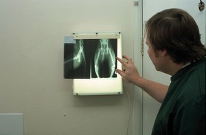 view Veterinary practice X-ray viewing