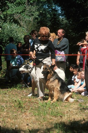 view RSPCA Dog Show