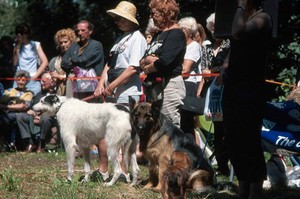 view RSPCA Dog Show