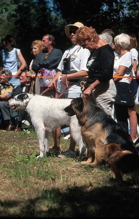 RSPCA Dog Show