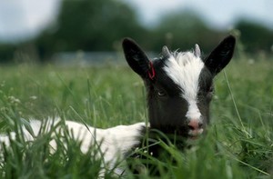 view New born goat