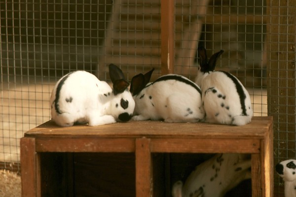 Pet rabbits.