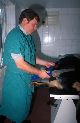 Cruciate repair procedure on Rotweiler 3.