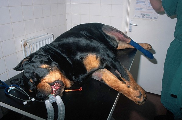 Crucient repair procedure on Rotweiler 7.