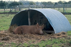 view Farm animal. Tamworth red pig