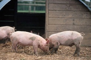 view Farm animals Piglets