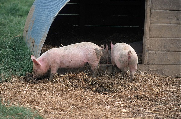 Farm animals Piglets