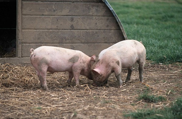 Farm animals Piglets