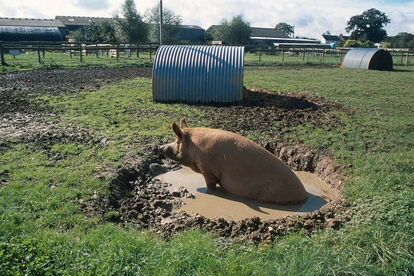 Farm animal Wallowing pig