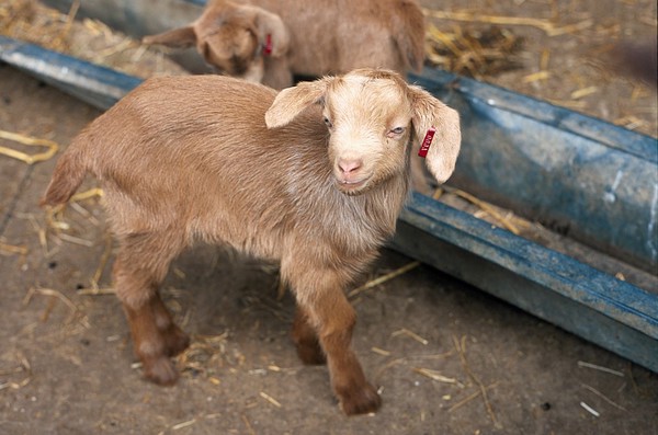 Farm animal Golden Guernsey goat kids