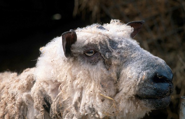 Farm animal Wensleydale sheep