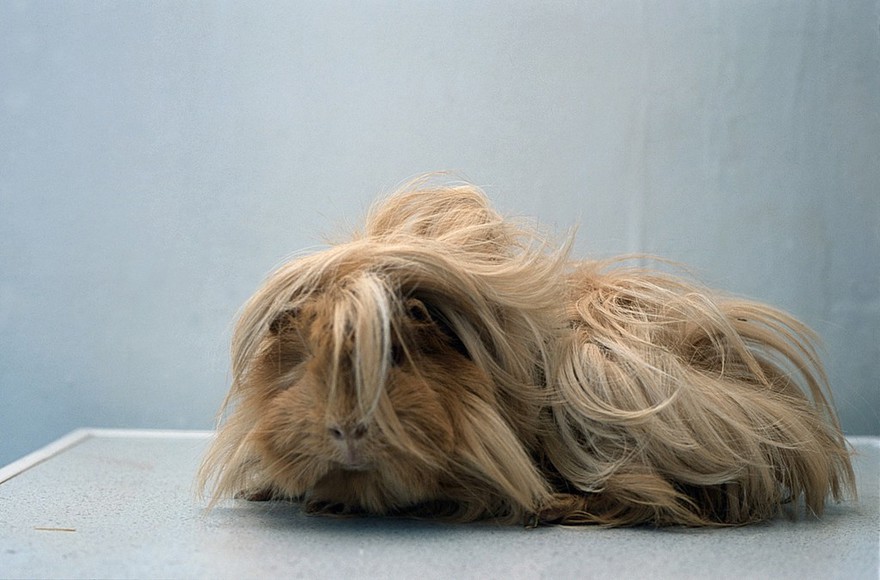 Domestic pet. Long-haired guinea pig