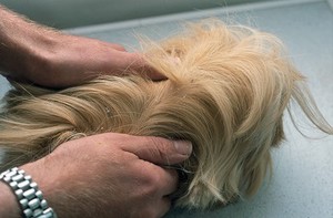 view Domestic pet. Guinea pig health check