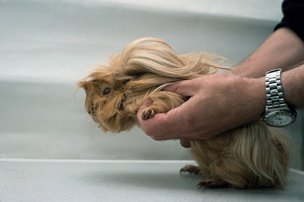 Domestic pet. Guinea pig healt check