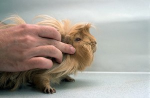 view Domestic pet. Guinea pig health check.
