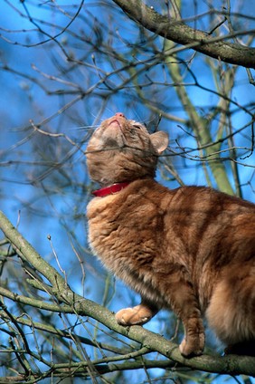 Domestic pet. Cat up a tree