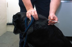 view Injecting diabetic dog with insuline