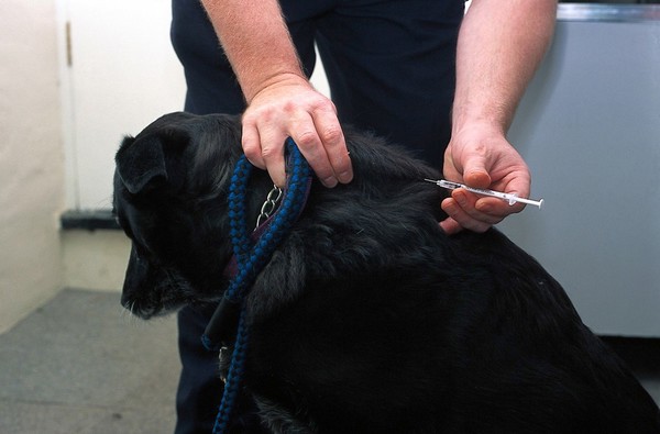 Injecting diabetic dog with insuline