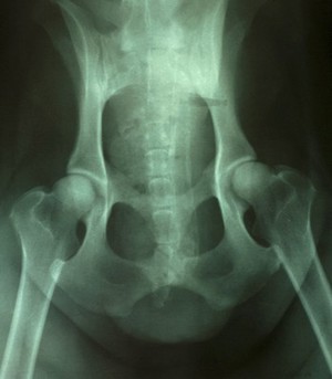 view X-ray of healthy canine hips.