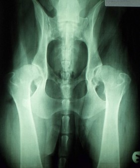 X-ray of mildly arthritic canine hips