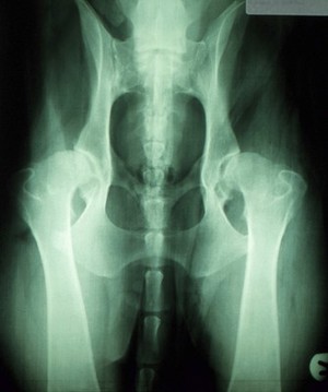 view X-ray of mildly arthritic canine hips