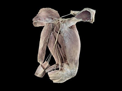 Dissected pelvis and hindlimb, canine