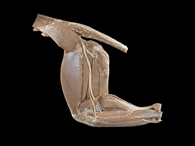 Dog hindlimb, lateral (outer) view