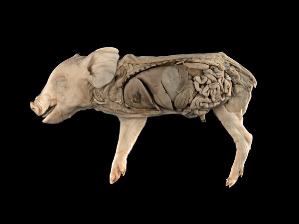 Fetal piglet