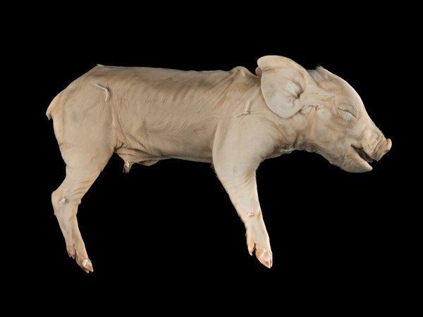 Fetal piglet